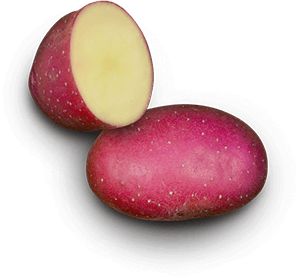 Little Giant potato