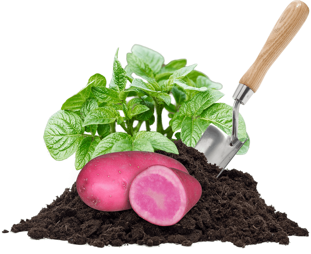 Potatoes, pile of dirt, leaves and a shovel