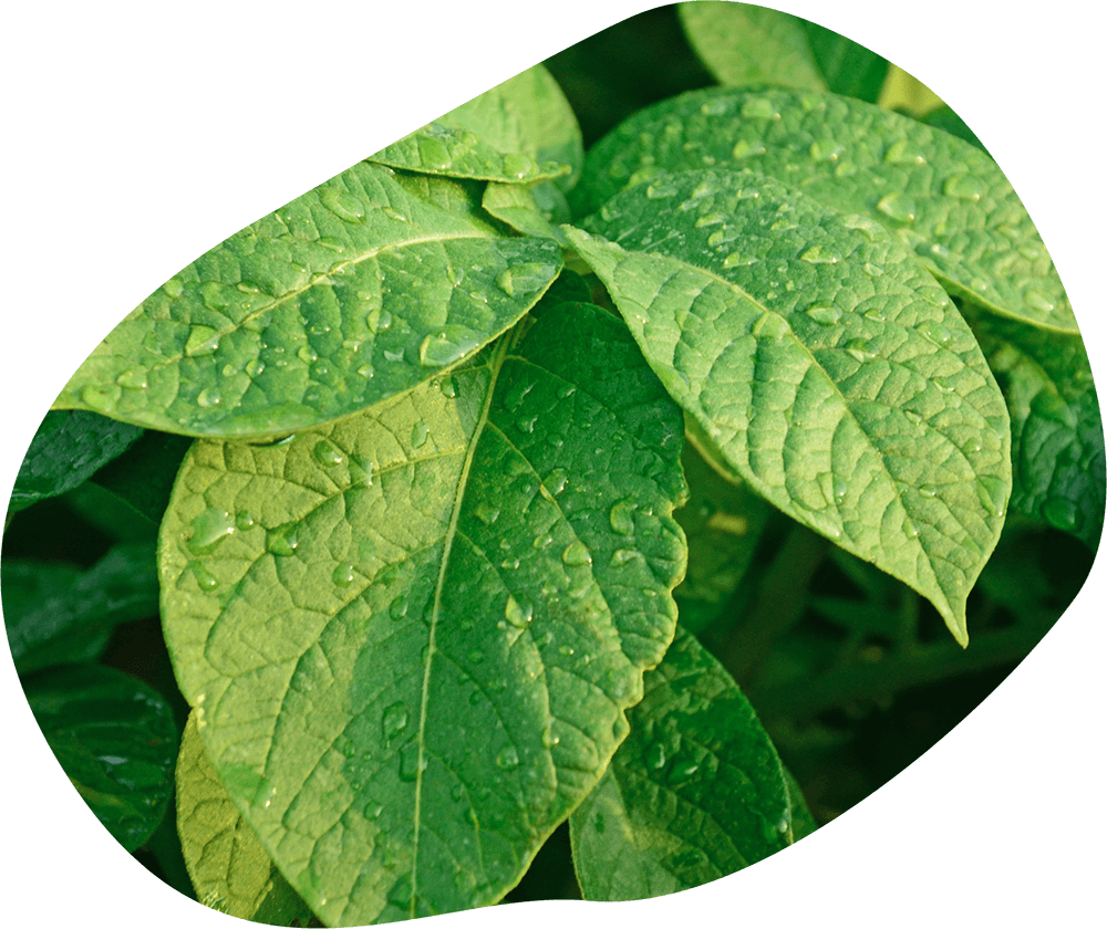 Leaves with rain drops