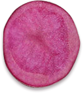 Slice of Rosemarie potato