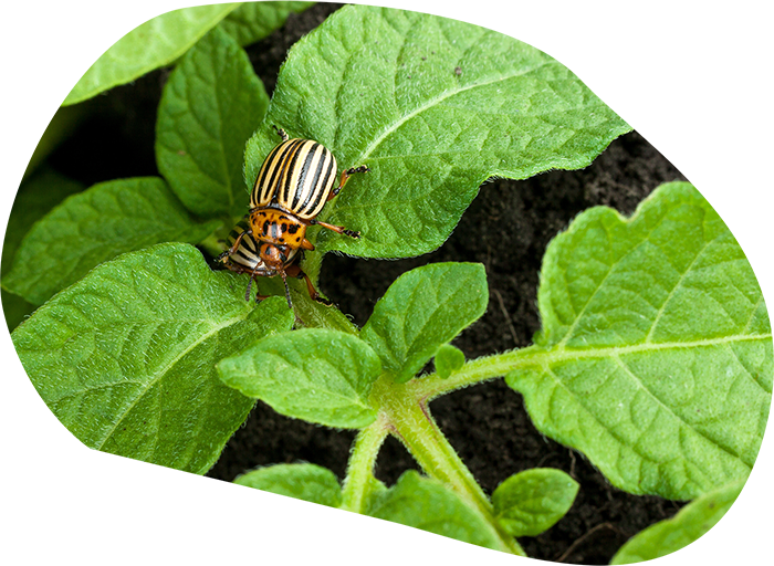 colorado-potato-beetle
