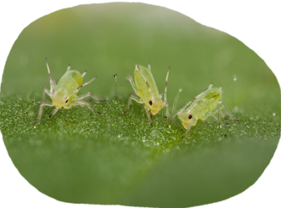Green Aphids
